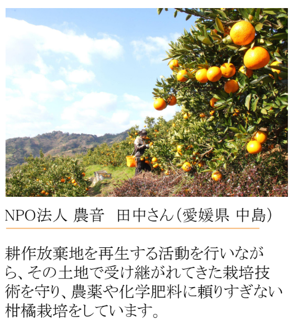 【夏季限定】Fruits SODA 3本ギフトボックス(清見オレンジ)
