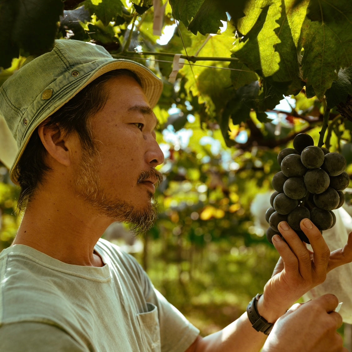 収穫終了【送料込み】産地直送！山梨県甲州市「あめとひかり」さんの旬の巨峰とシャインマスカット　2kg（4房）セット