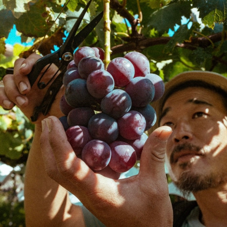 【送料込み】産地直送!山梨県甲州市「あめとひかり」さんの旬の巨峰 2kg(3~5房)セット