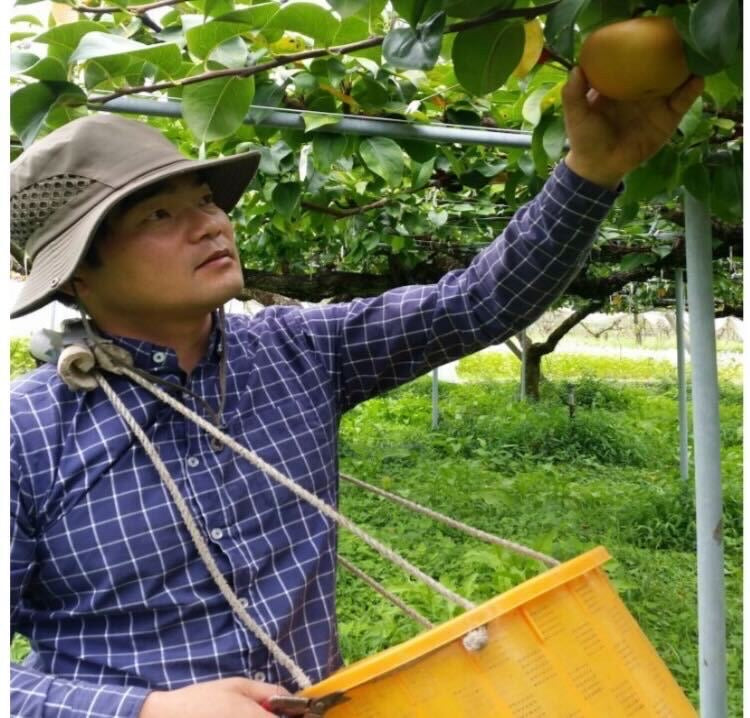 産地直送!福岡県「林農園」さんの旬の日迎梨 5kg(7~14玉)