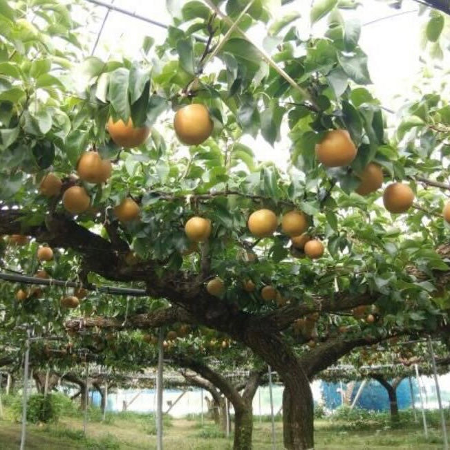産地直送!福岡県「林農園」さんの旬の日迎梨 5kg(7~14玉)