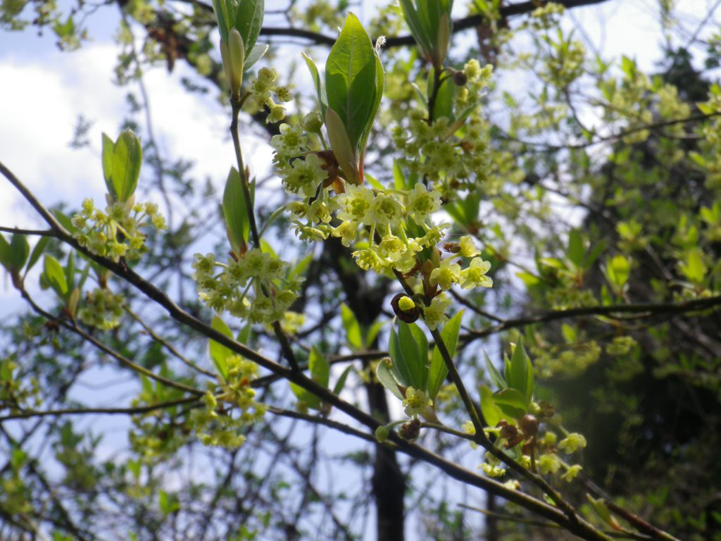 クロモジ茶