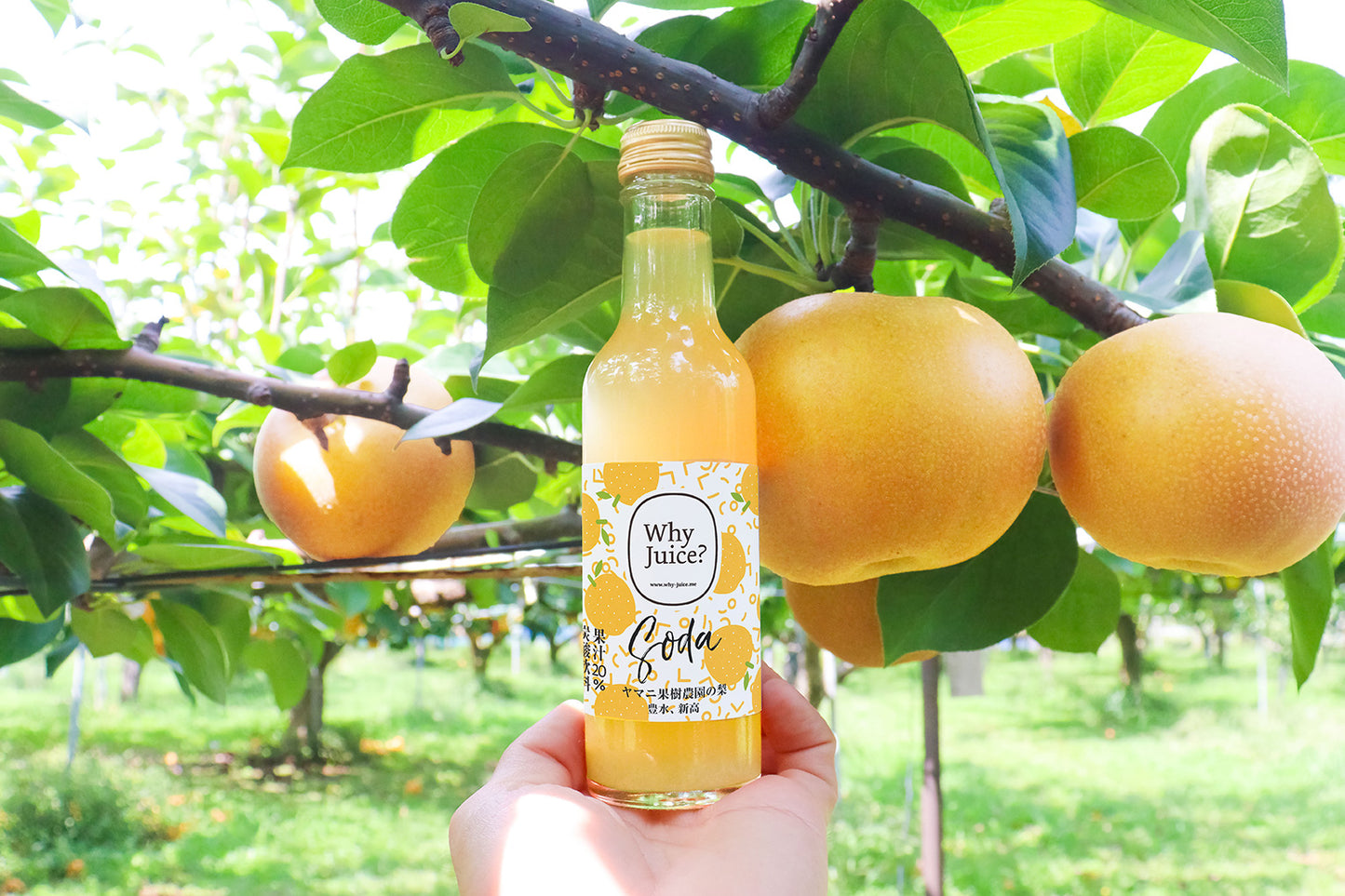 【季節限定】Fruits SODAとLong-life Juice の梨を楽しむ6本ギフトボックス