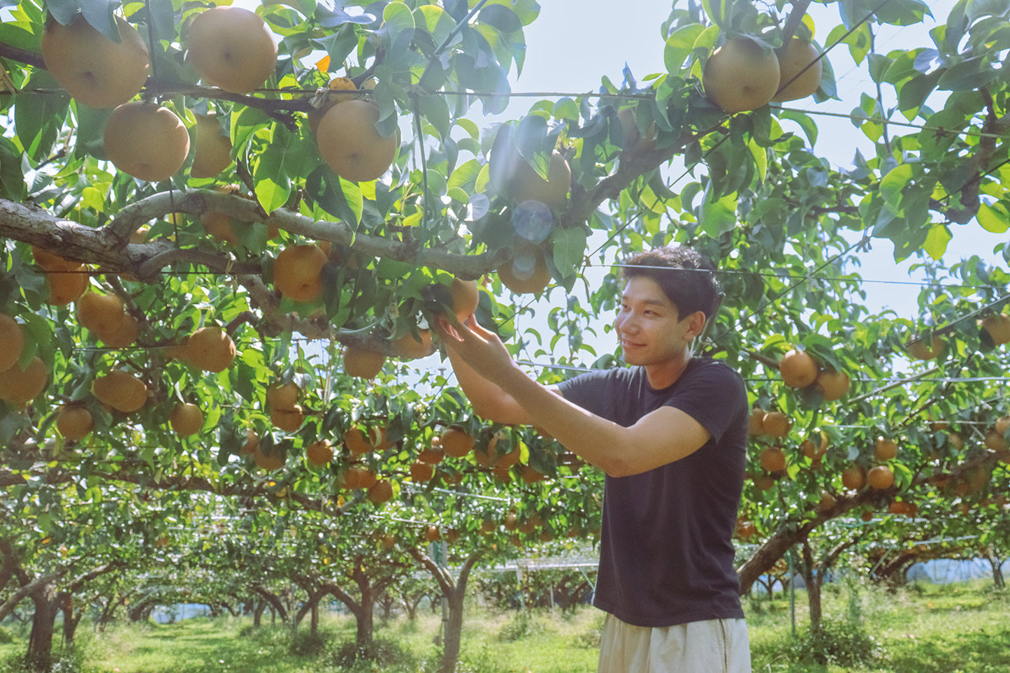 【季節限定】Fruits SODAとLong-life Juice の梨を楽しむ6本ギフトボックス