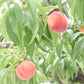 【産地直送・送料込み!!】山梨県笛吹市の「宝桃園」さんから朝採れた旬の桃をその日のうちに発送！桃2kgBOX