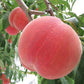 【数量限定🍑】山梨県笛吹市🍑宝桃園直送の桃を使った焼きたて『もものパイ』【スイーツ🍑】